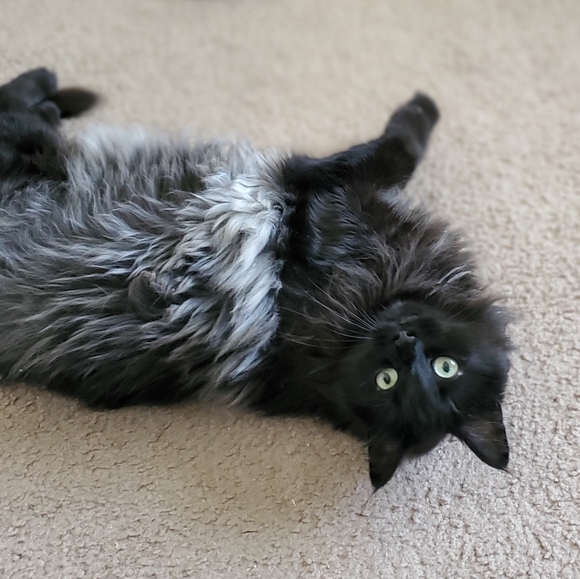 Meet your Posher, Rebecca - Picture 9 of 10